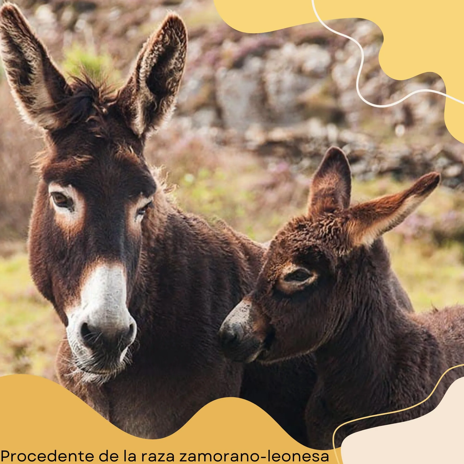 Leche de Burra en Polvo 65 gr Biolactea - Leche Fermentada Liofilizada Ecológica - Rica en Proteínas