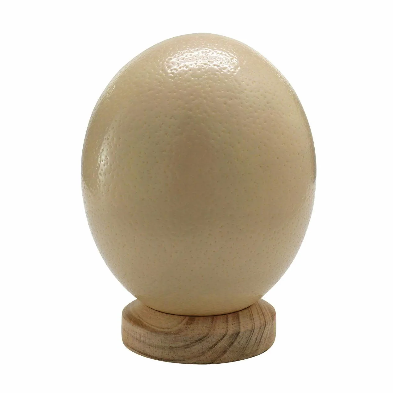 Huevo de avestruz natural de Sudáfrica – 1 pieza, vaciado y soplado, limpio (marfil blanco)
