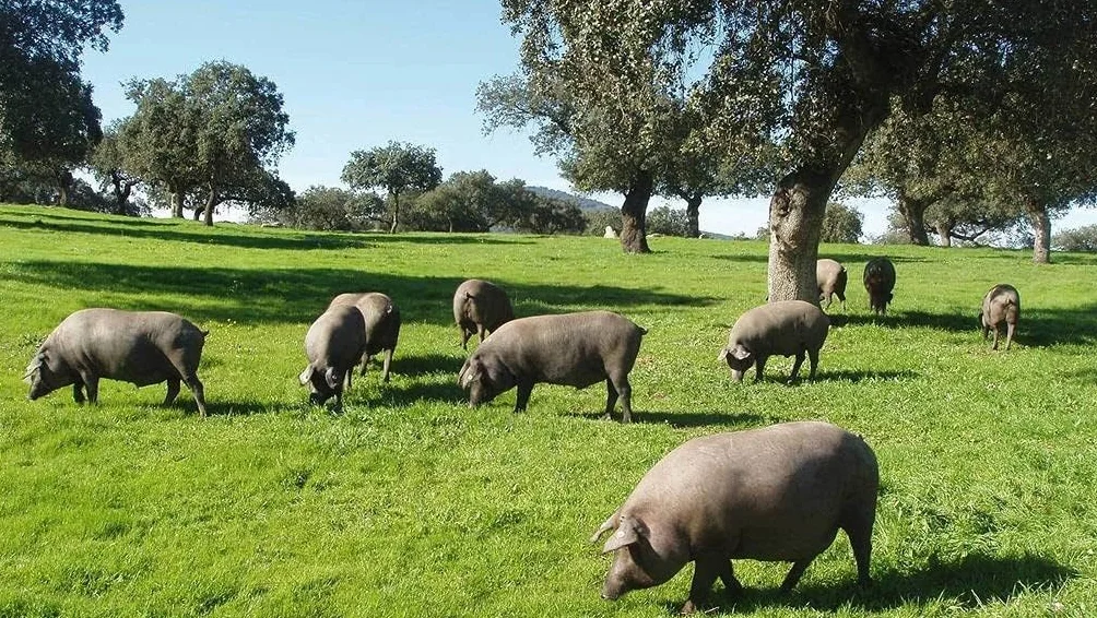 PAN DE CHICHARRÓN CANAL CERDO 2,7 KG
