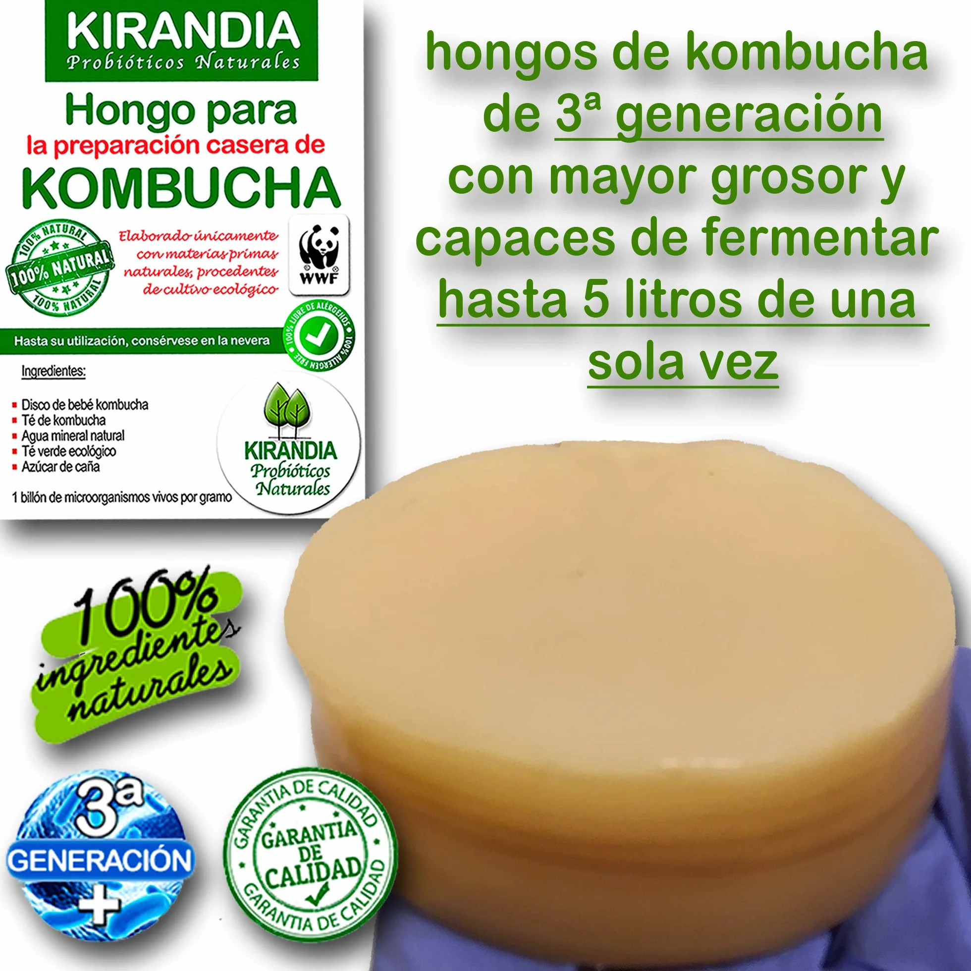 BEBÉ KOMBUCHA SCOBY - Kombucha con Registro Sanitario - Elabora Tu Propio Té Biológico en Casa