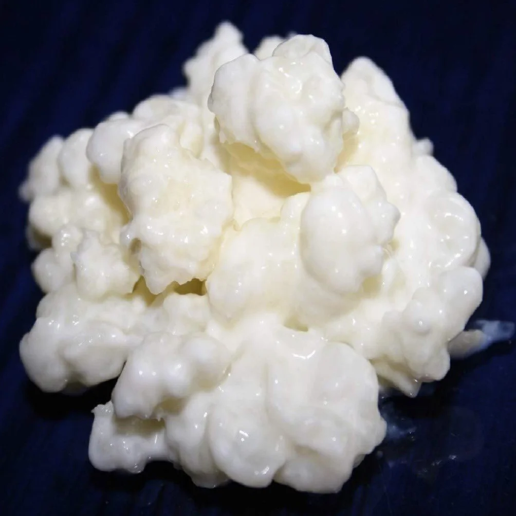 40g de Hongo/Nódulos Frescos de Kéfir de Leche + Instrucciones + Recetas + Ayuda y asesoramiento - KEFIRALIA®
